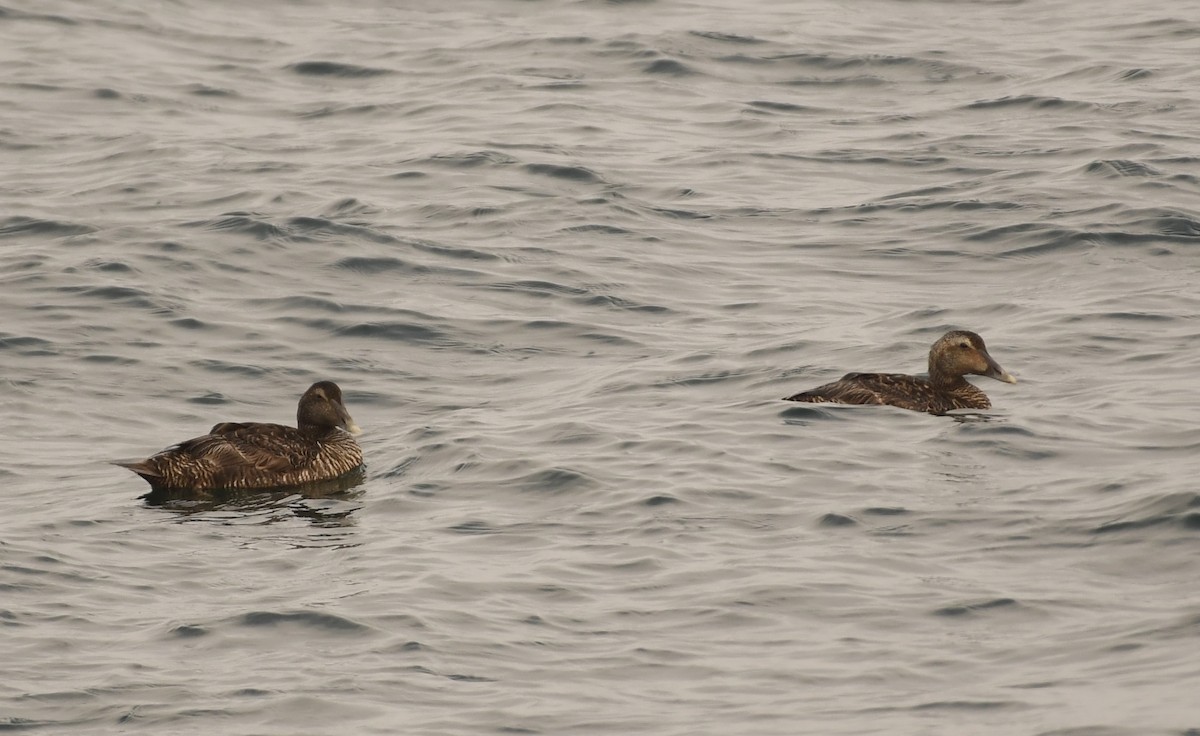 Common Eider (Dresser's) - ML622141682