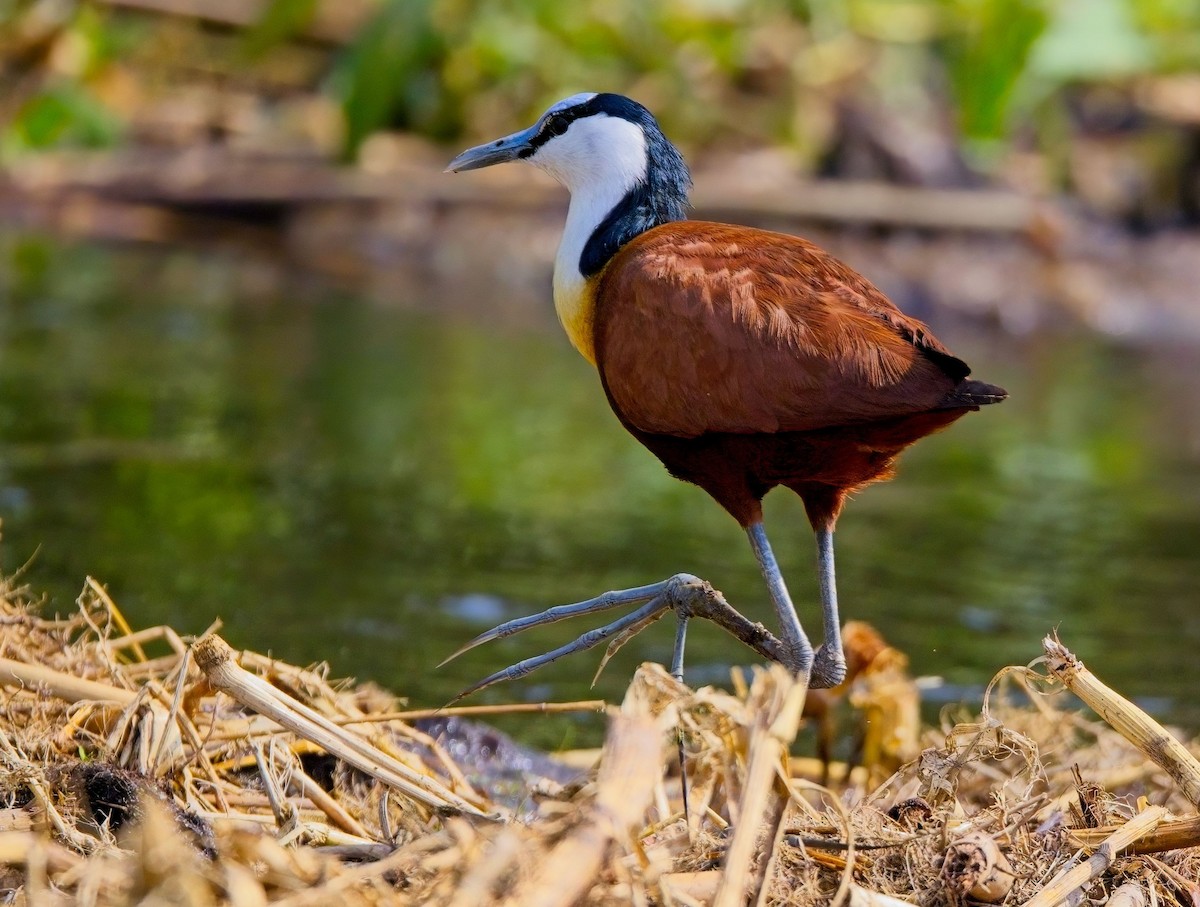 African Jacana - Blair Bernson