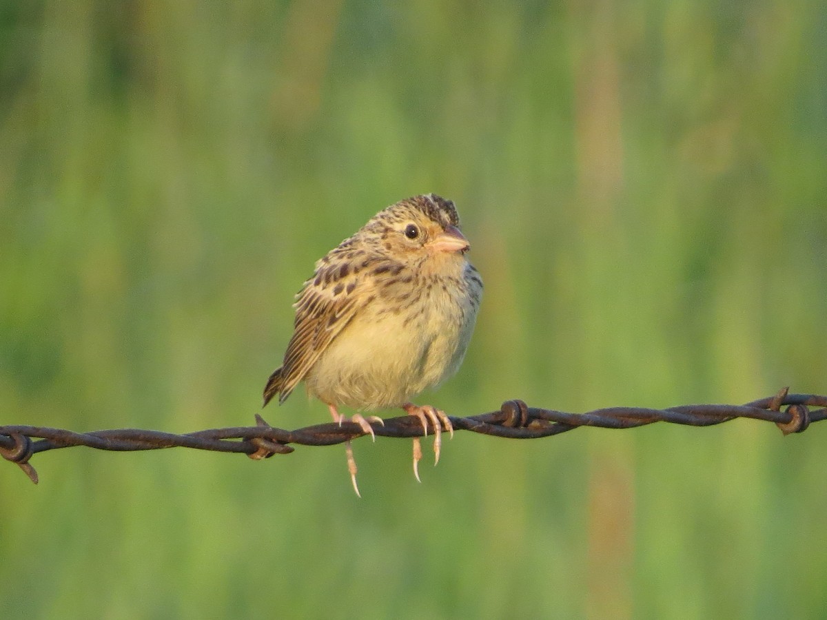 Grasshopper Sparrow - ML622141703