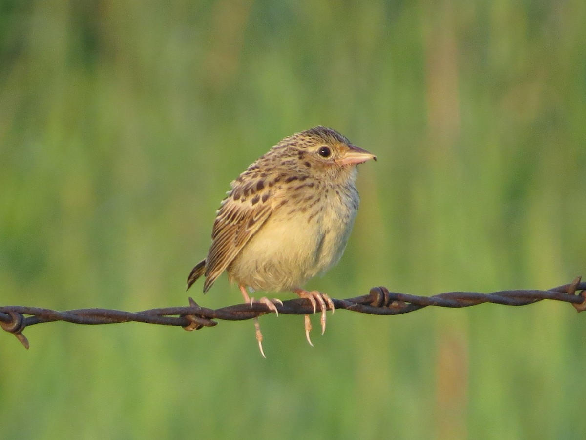 Grasshopper Sparrow - ML622141704