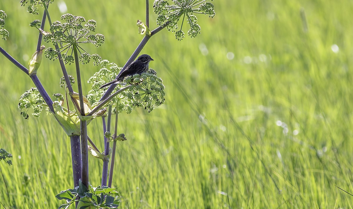 Lincoln's Sparrow - ML622141736