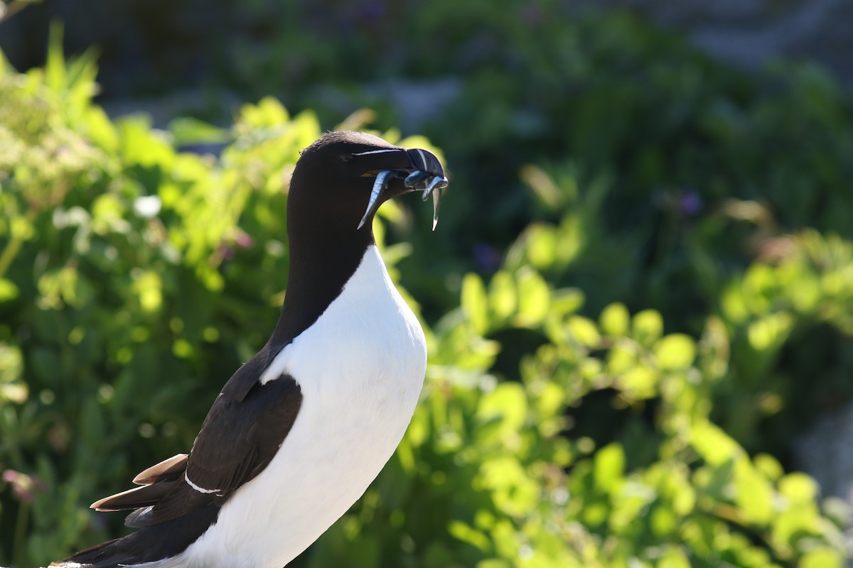 Razorbill - ML622141755