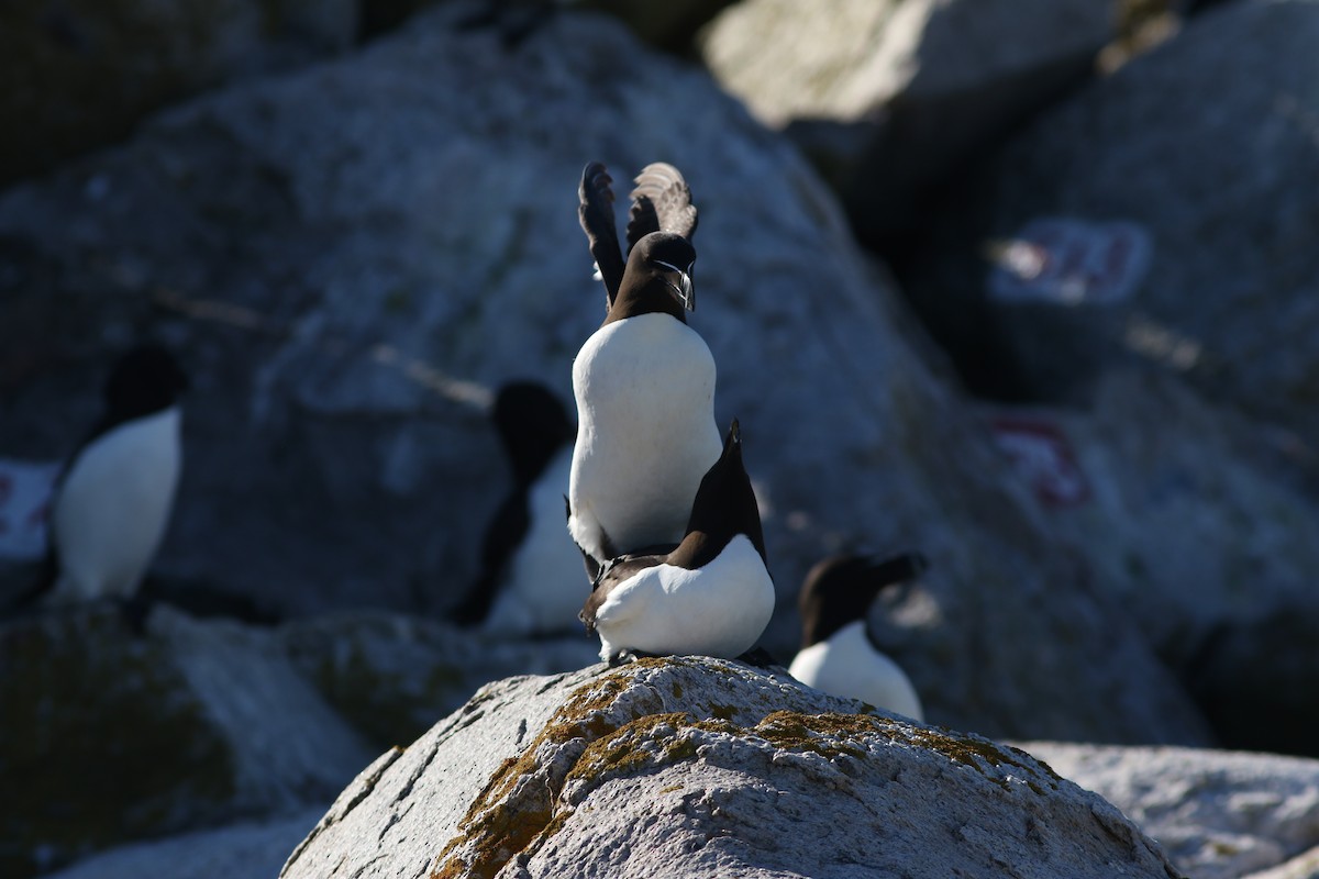 Razorbill - ML622141756