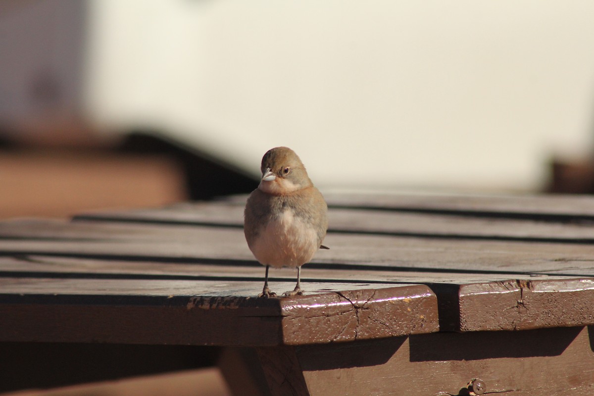 Diuca Finch - ML622141758