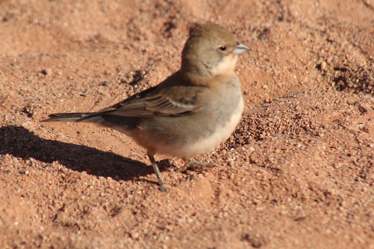 Diuca Finch - ML622141759