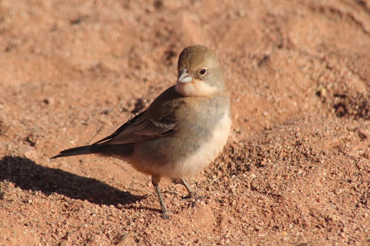 Diuca Finch - ML622141760