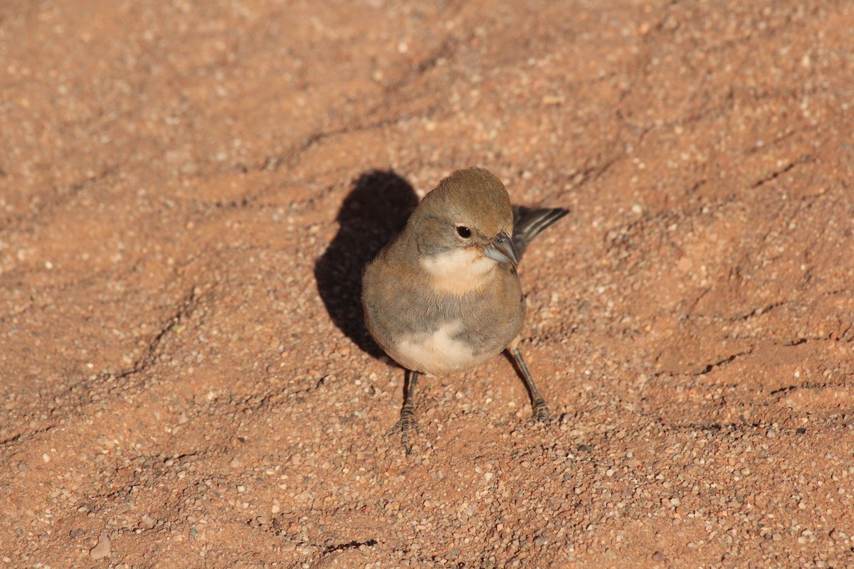 Diuca Finch - ML622141761