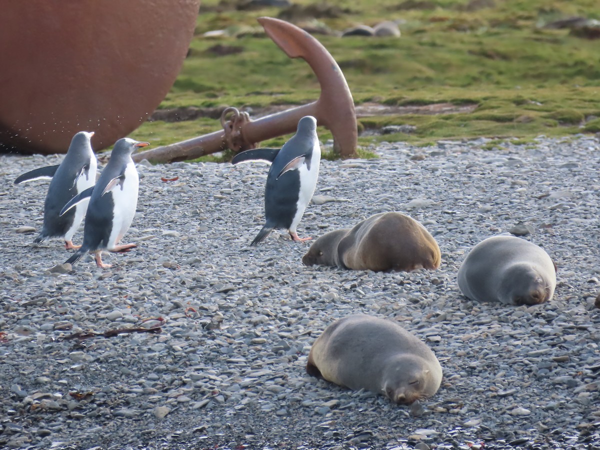 Gentoo Penguin - ML622141772