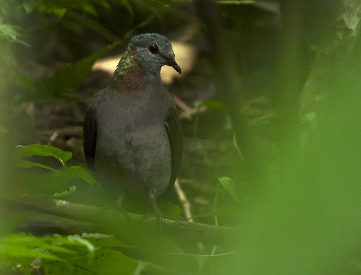 Lemon Dove (Sao Tome) - Kasper R. Berg