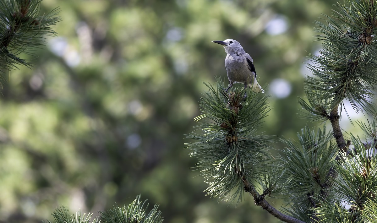 Clark's Nutcracker - ML622141774