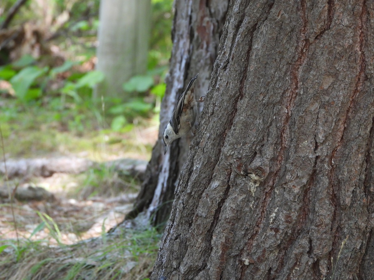 White-breasted Nuthatch - ML622141775