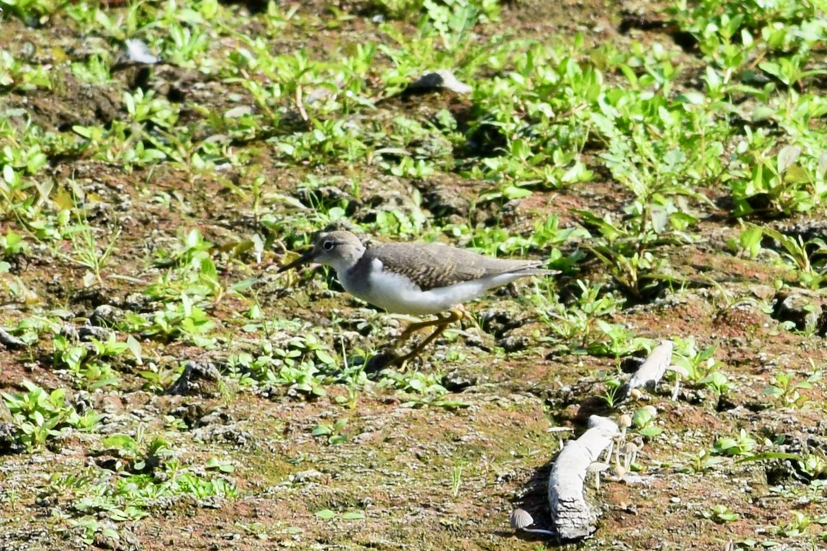 Spotted Sandpiper - ML622141777