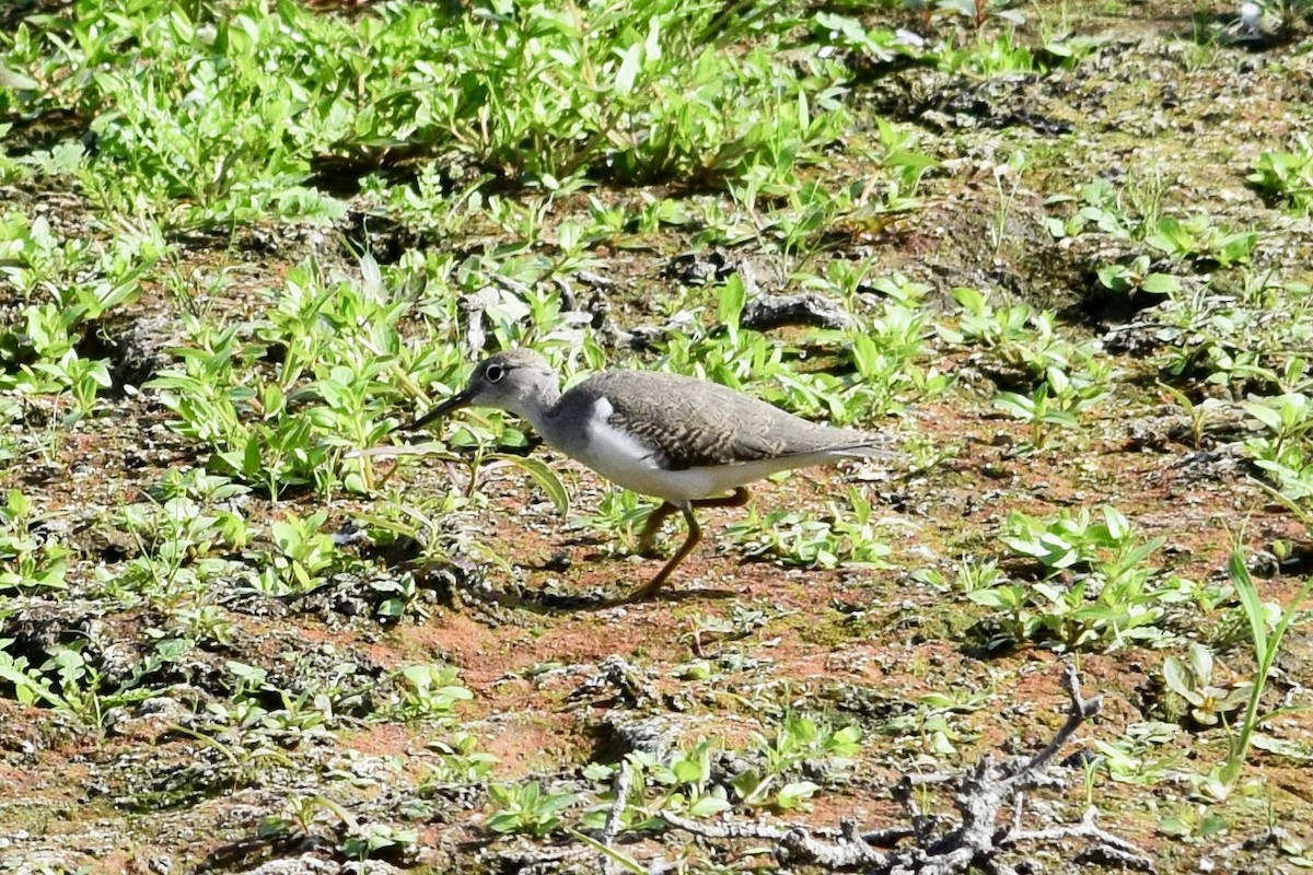 Spotted Sandpiper - ML622141778