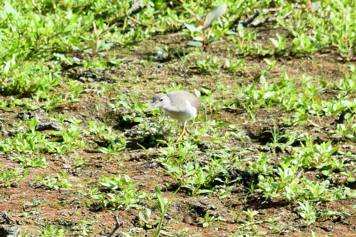 Spotted Sandpiper - ML622141779