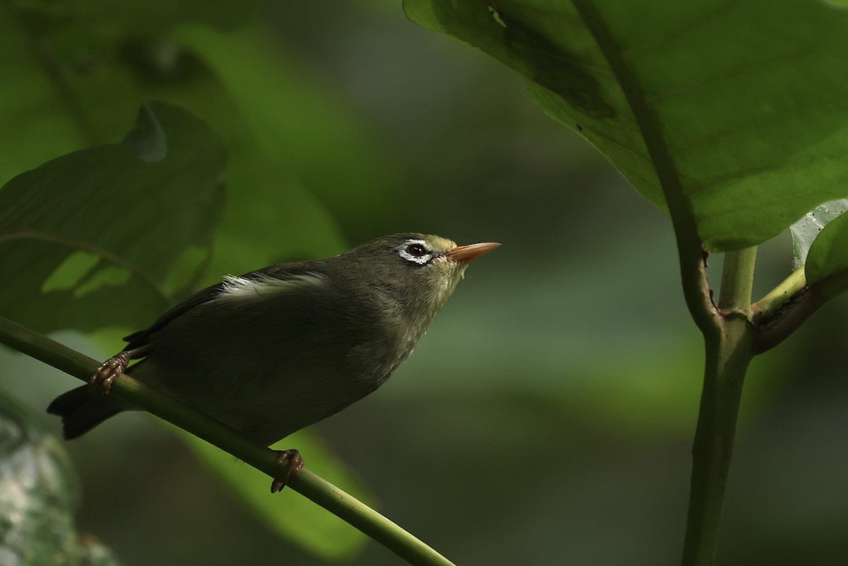 Sao Tome White-eye - ML622141780