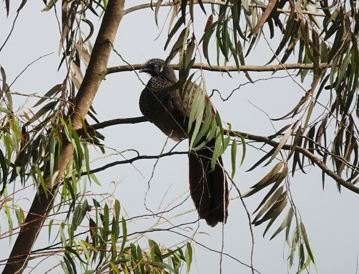 Colombian Chachalaca - ML622141781