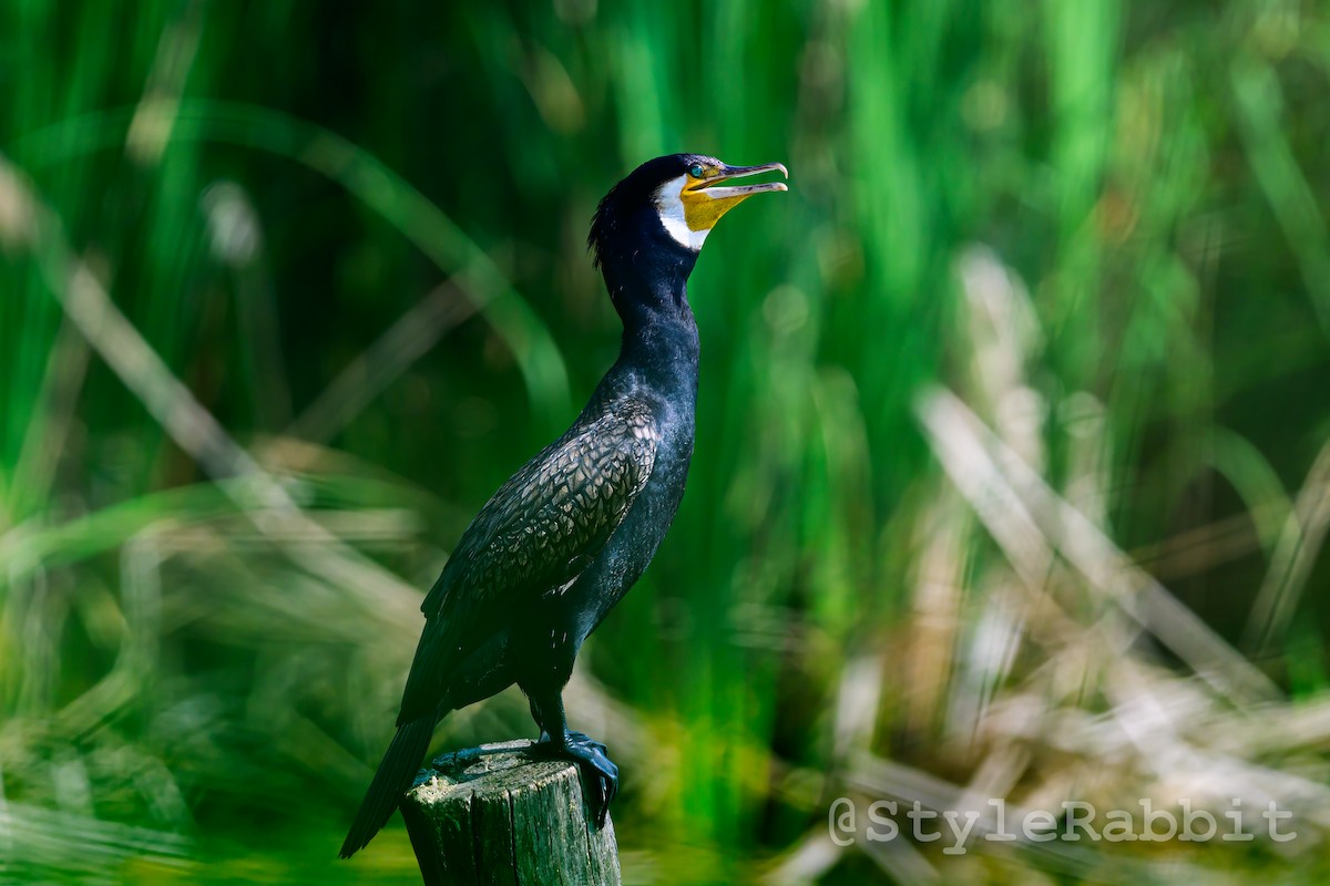 Great Cormorant - ML622141783