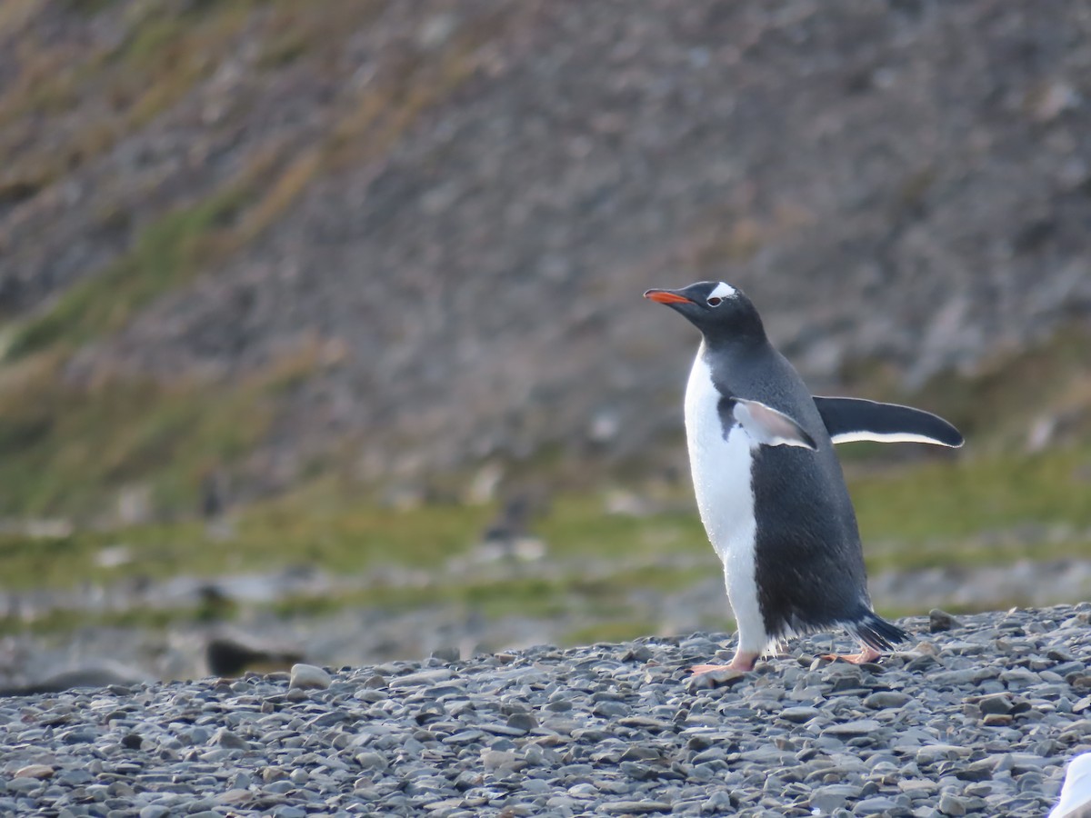 Gentoo Penguin - Ursula  Mitra