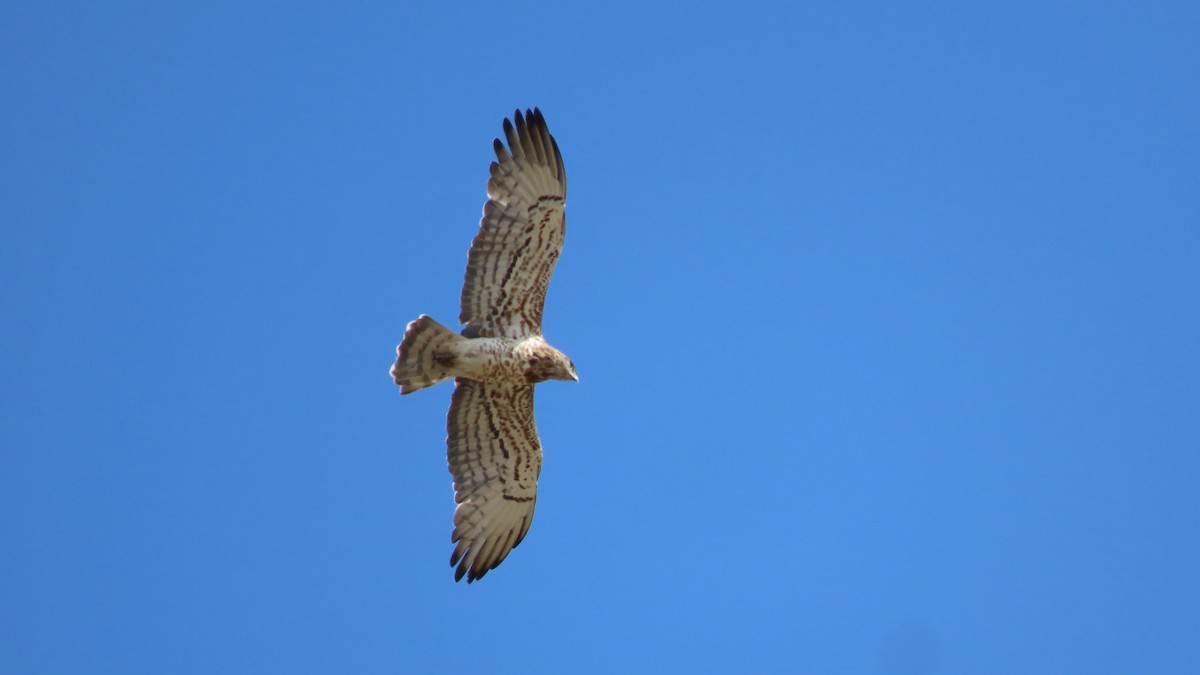 Short-toed Snake-Eagle - ML622141785