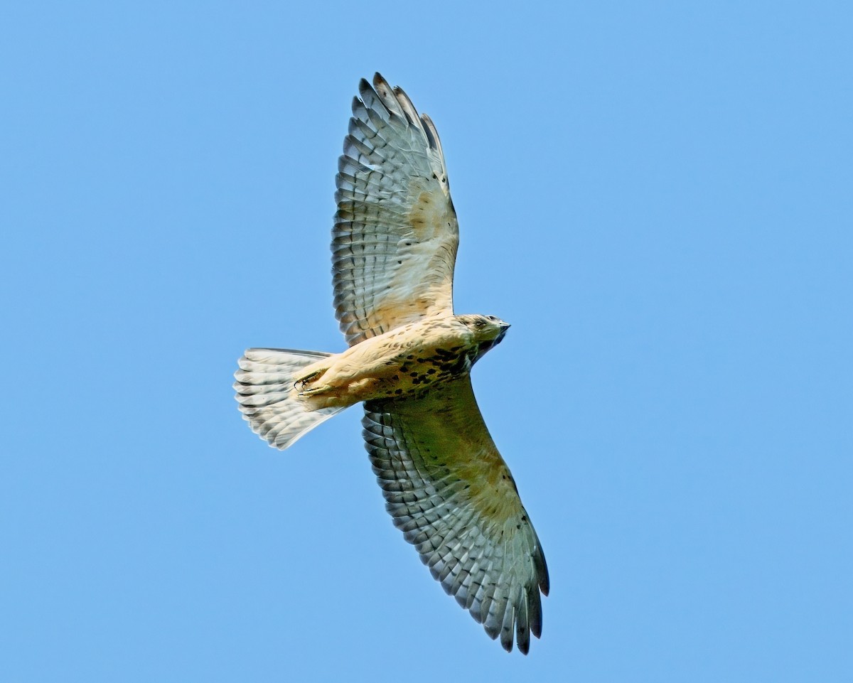 Broad-winged Hawk - ML622141786