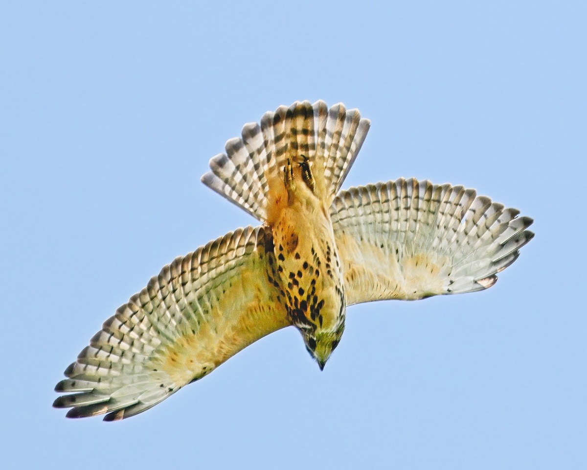Broad-winged Hawk - ML622141787