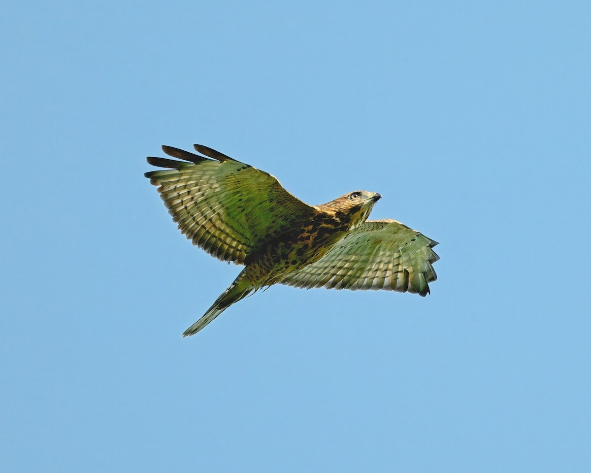 Broad-winged Hawk - ML622141788