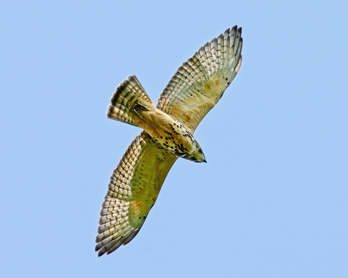 Broad-winged Hawk - ML622141789
