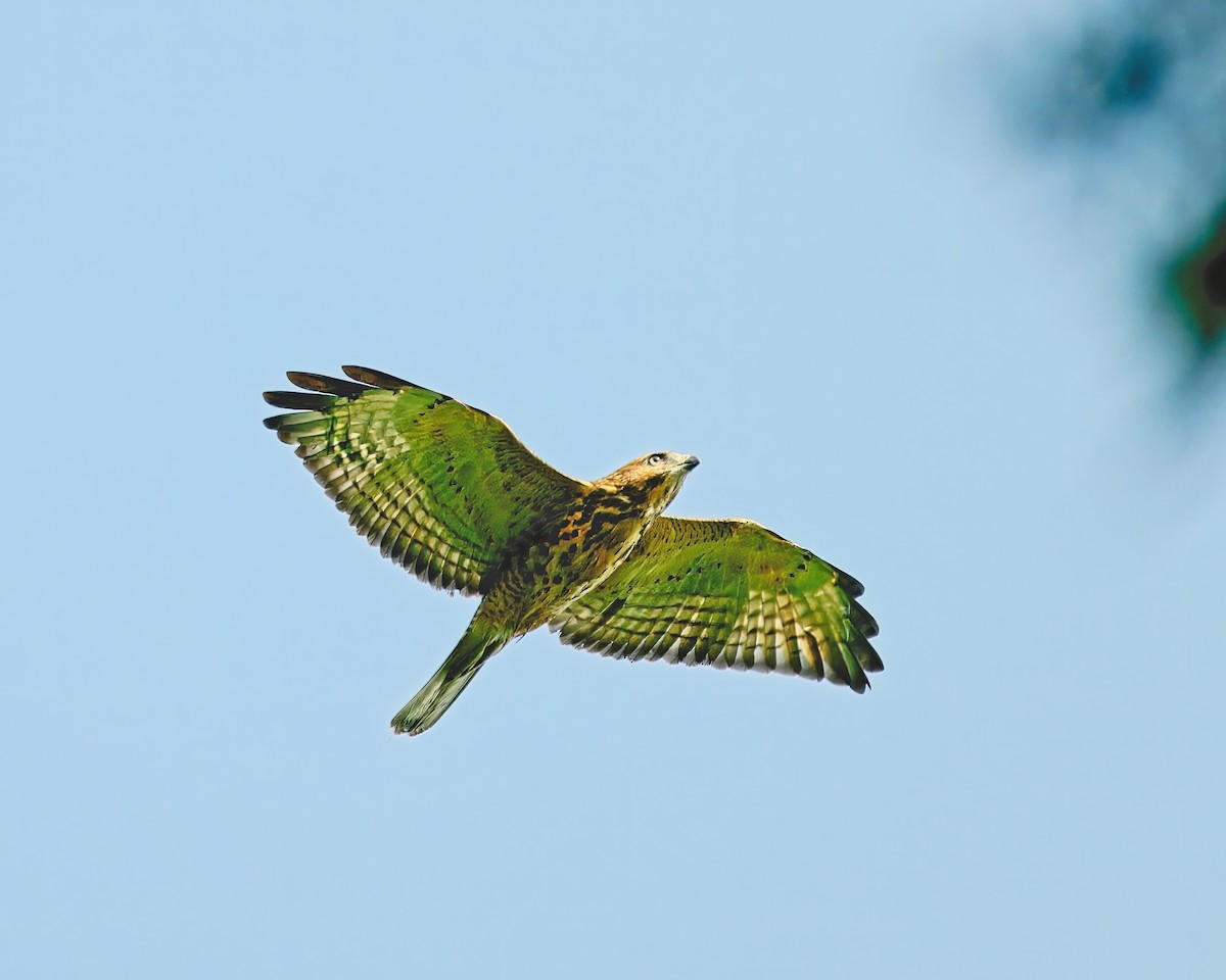 Broad-winged Hawk - ML622141790