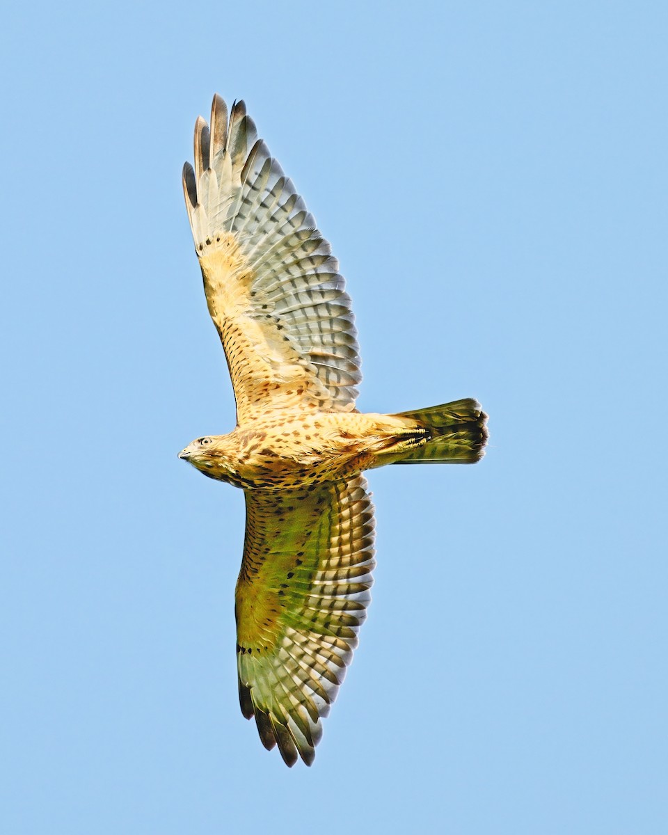 Broad-winged Hawk - ML622141791