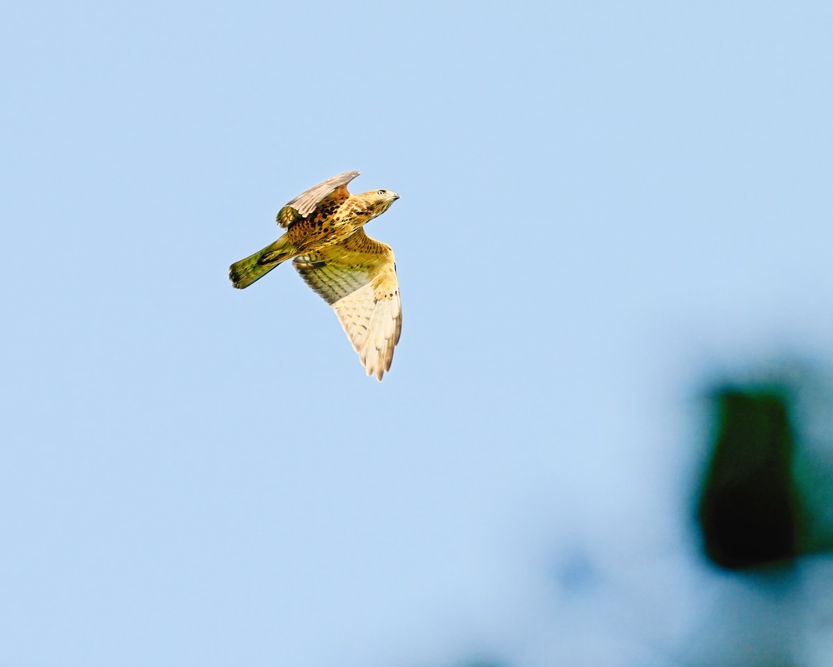 Broad-winged Hawk - Jeffrey Greene