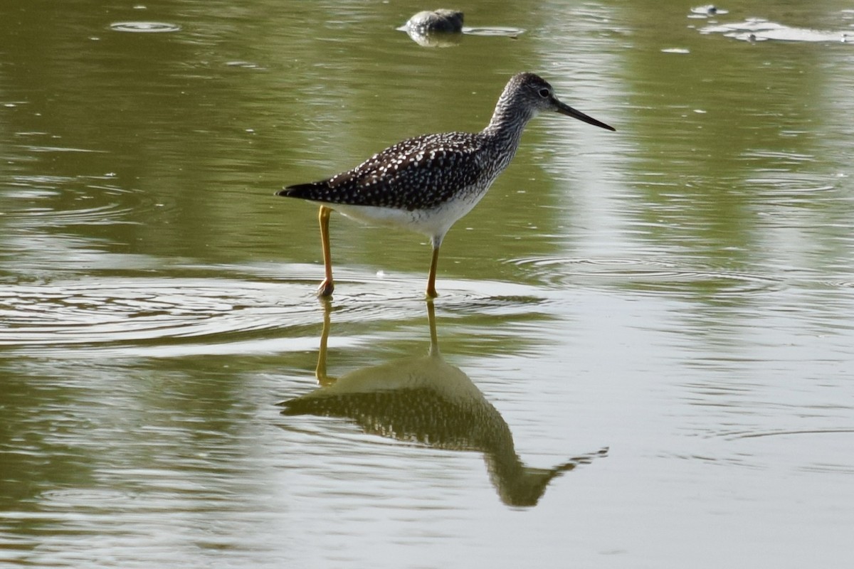 Greater Yellowlegs - ML622141793