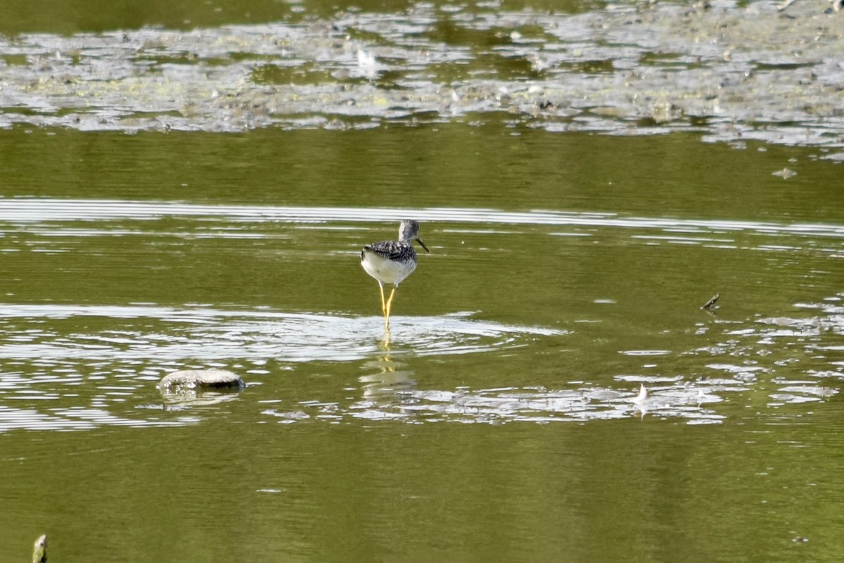 Greater Yellowlegs - ML622141794