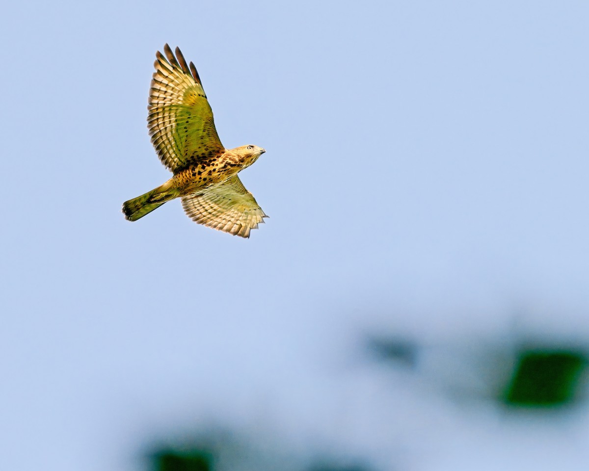 Broad-winged Hawk - ML622141795