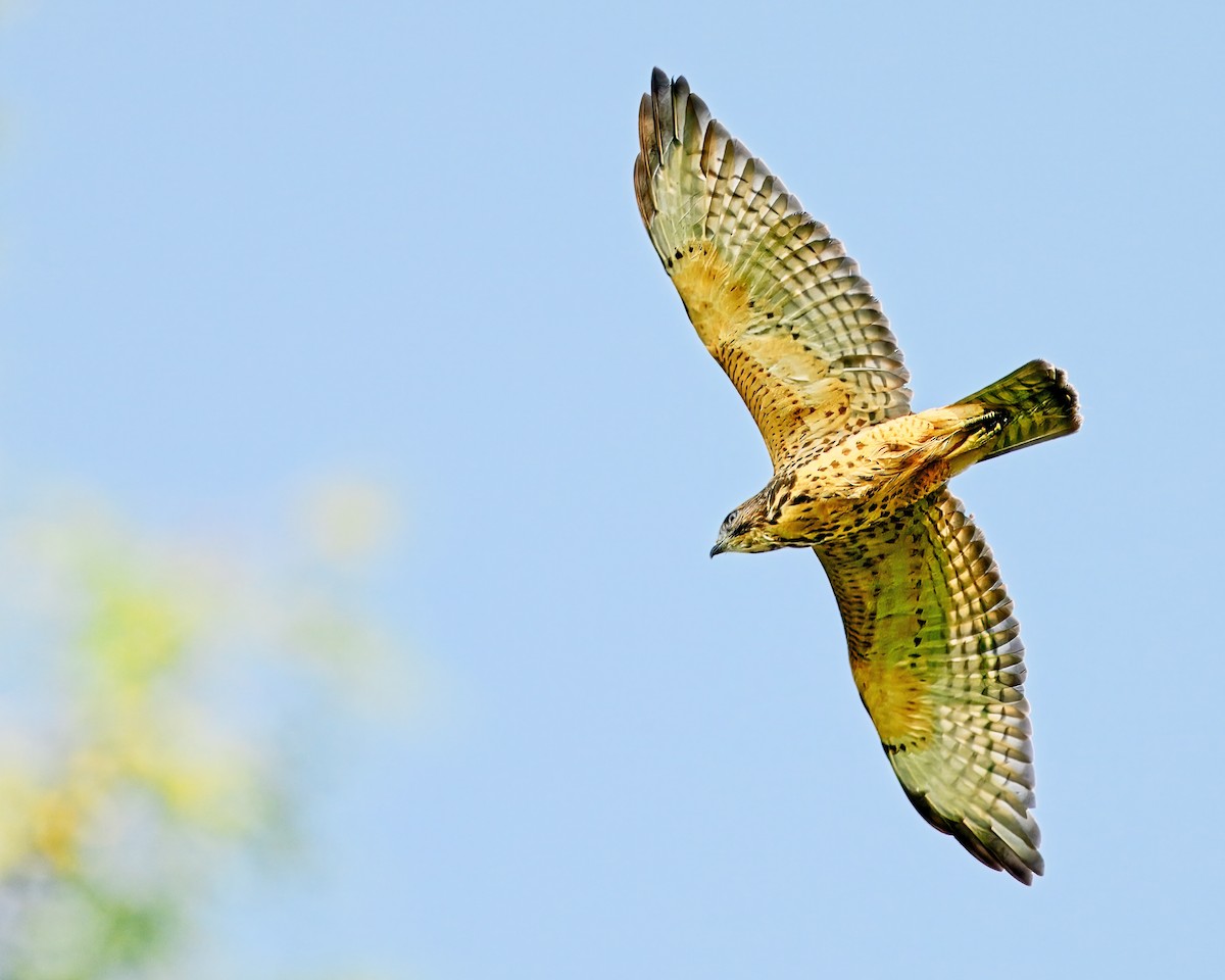 Broad-winged Hawk - ML622141796