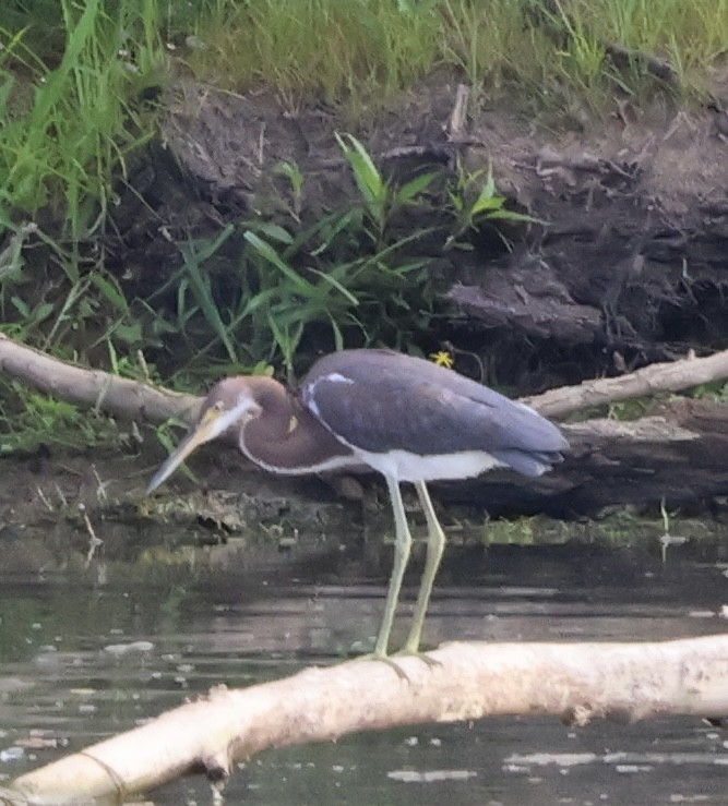 Tricolored Heron - ML622141797