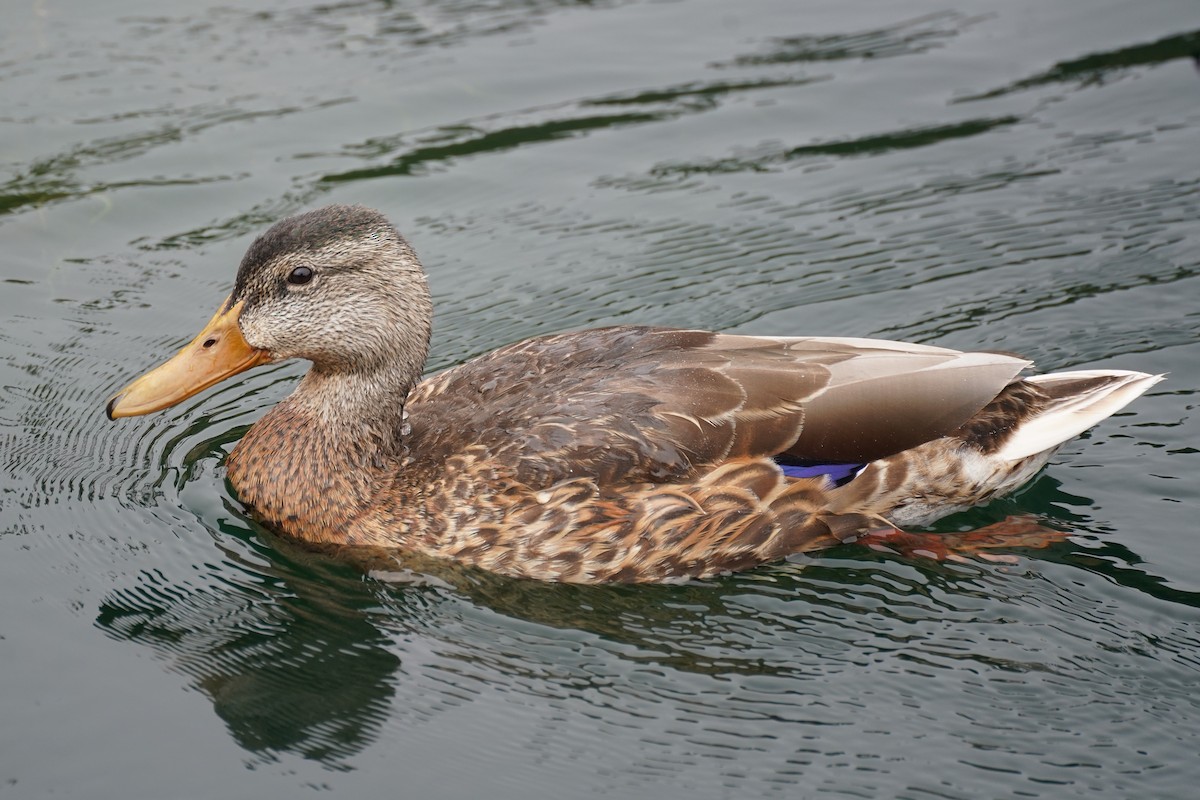 Mallard - ML622141800