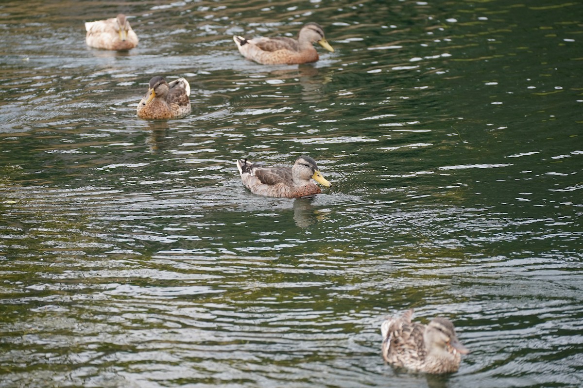 Mallard - ML622141802