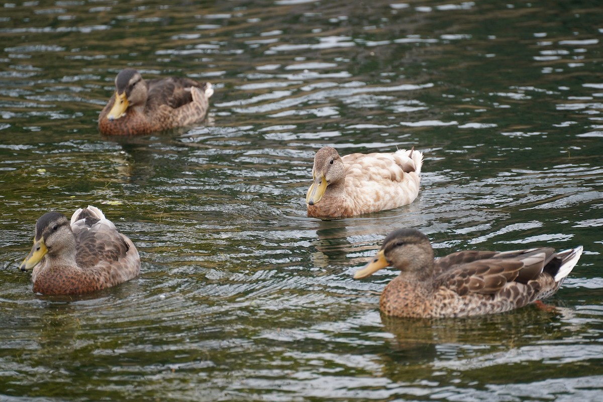 Mallard - ML622141803