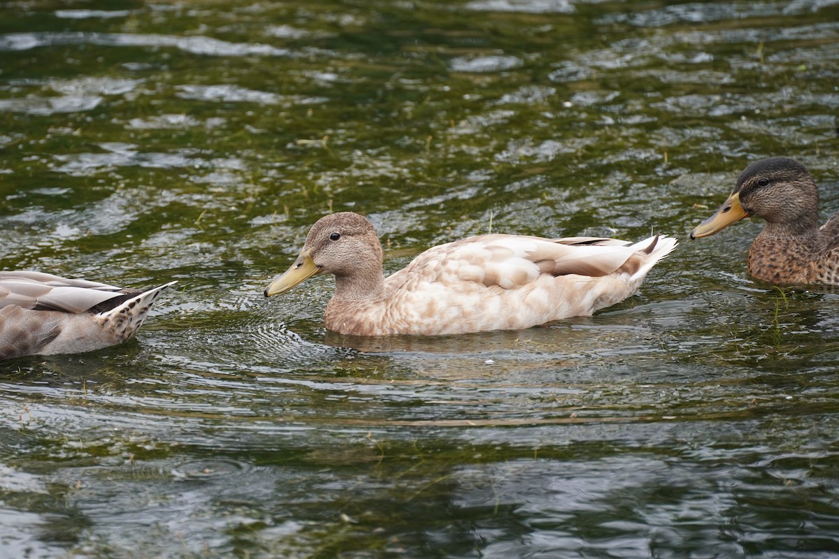 Mallard - ML622141804