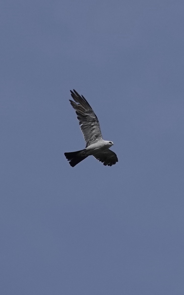 Mississippi Kite - ML622141805