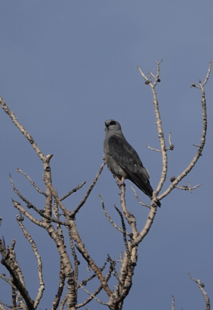 Mississippi Kite - ML622141806