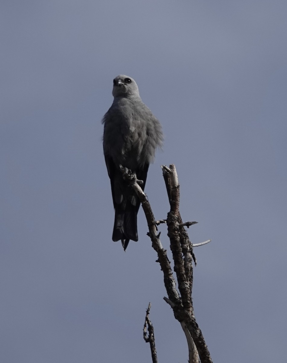 Mississippi Kite - ML622141807