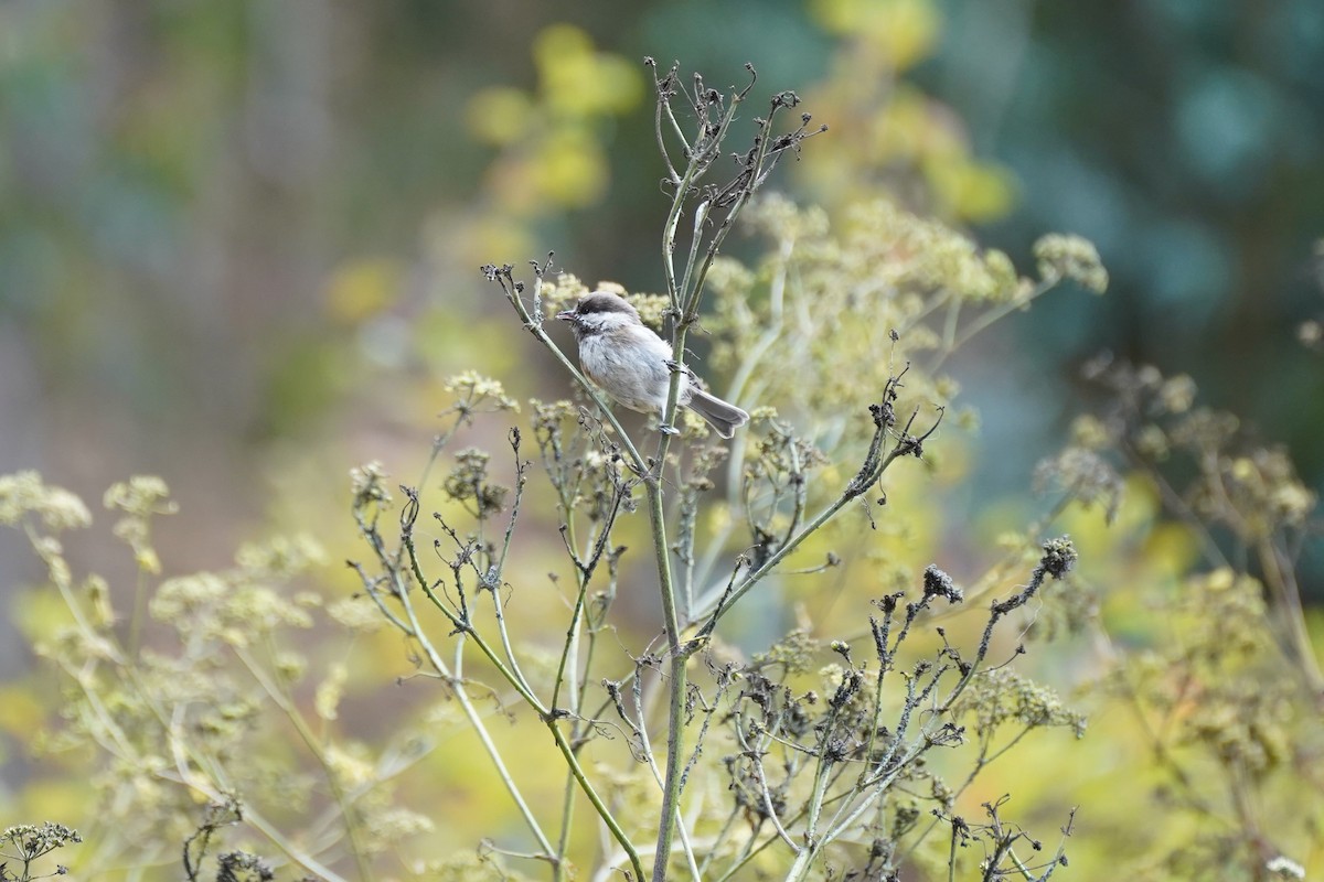Chestnut-backed Chickadee - ML622141814