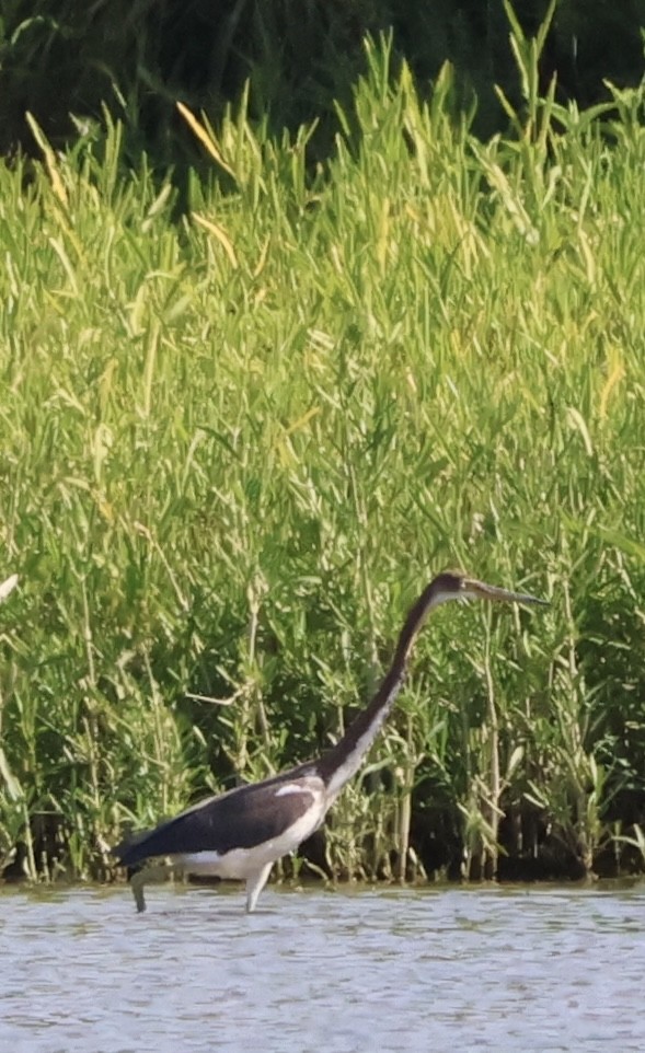 Tricolored Heron - ML622141828