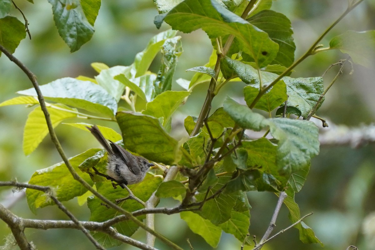 Bushtit - ML622141830