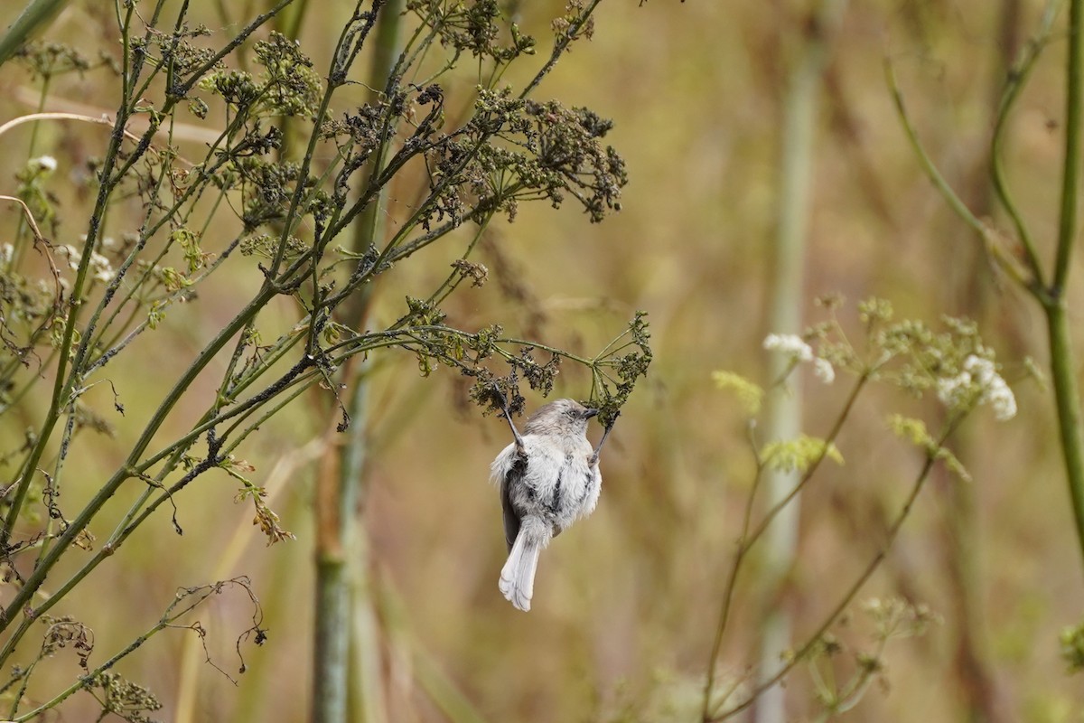 Bushtit - ML622141831