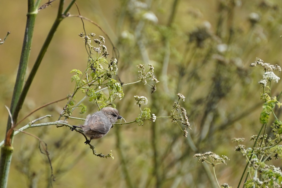 Bushtit - ML622141832