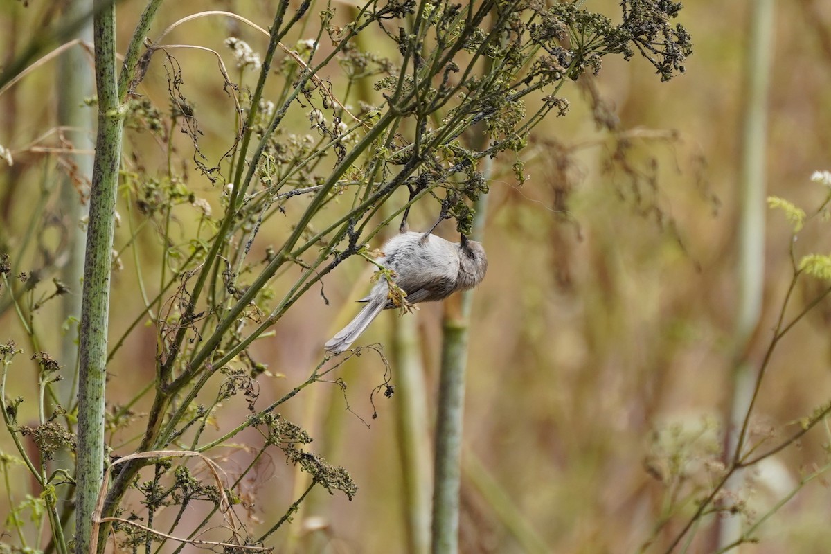 Bushtit - ML622141833