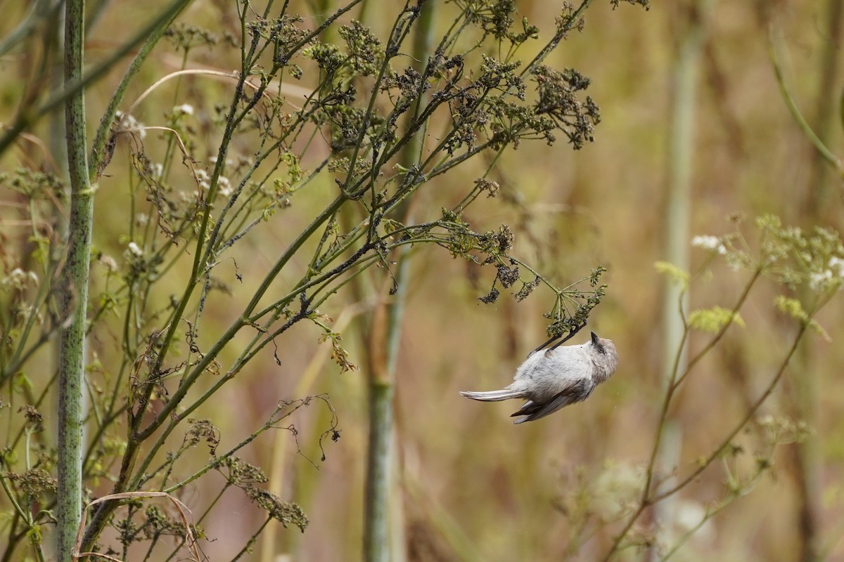 Bushtit - ML622141834