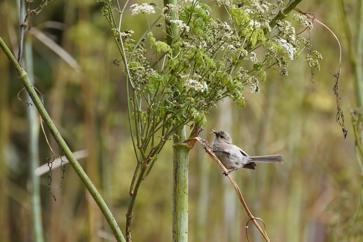 Bushtit - ML622141835